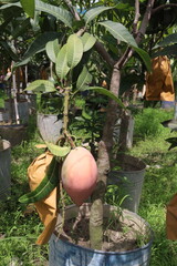 mango on tree in farm for sell
