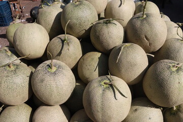 Cantaloupe tree plant in hydroponic system on farm