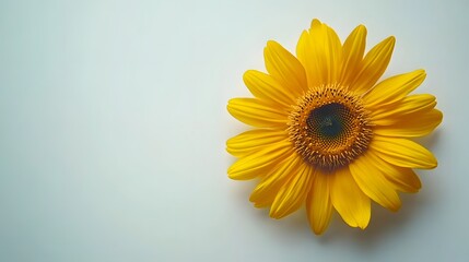 Obraz premium single sunflower in full bloom