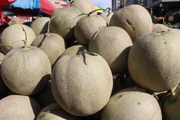 Cantaloupe tree plant in hydroponic system on farm