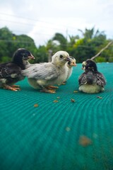 A charming group of fluffy chicks, displaying varied black, white, and gray plumage, huddle together on a vibrant green mesh surface, embodying youthful curiosity in an outdoor setting.