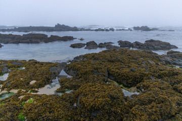 Rocky Coastline with Seaweed and Fog