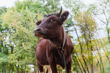 Naklejka premium Funny front view of a brown cow with horns and leather strap.