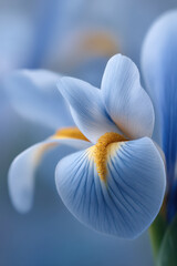 closeup of blooming iris flower showcasing its delicate petals and intricate details