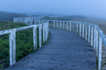 Misty boardwalk path