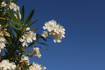 Close-up of blooming oleander bush with white blossoms, green leaves, deep blue summer sky in...