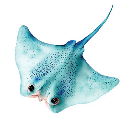 Blue manta ray watercolor vector illustration, underwater ocean animal art isolated on white background