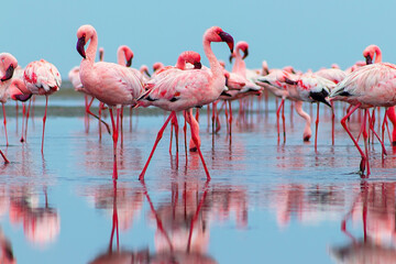 Real photo of two pink flamingos standing together by a calm lake under a clear blue sky. A peaceful wildlife scene perfect for nature, travel, and bird-themed projects.