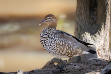 A female Australian Wood Duck 