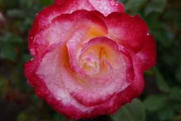 雨に濡れたダブルディライト