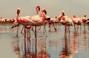 Real photo of two pink flamingos standing together by a calm lake under a clear blue sky. A peaceful wildlife scene perfect for nature, travel, and bird-themed projects.