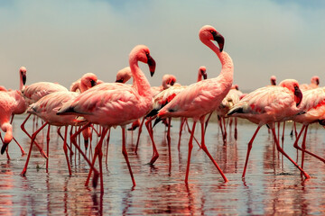 Real photo of two pink flamingos standing together by a calm lake under a clear blue sky. A peaceful wildlife scene perfect for nature, travel, and bird-themed projects.