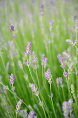 Vertical image of young lavender buds just beginning to bloom, standing tall in a green field. Perfect for backgrounds, wellness, natural beauty, or eco product branding.
