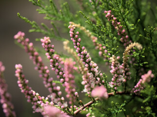5月に咲いた繊細で美しいギョリュウ（御柳）の花