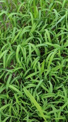 Green aquatic plants along the edges of rice paddies