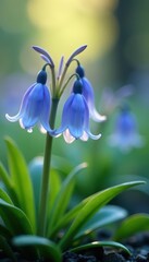 Obraz premium Dainty bluebell blooms releasing tiny water pearls in a misty morning atmosphere, dewdrops, outdoors, misty