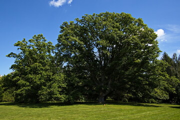 Giant oak tree in ZOO Lesna at Zlin, South Moravian Region, Moravia, Czech Republic, Europe, Central Europe
