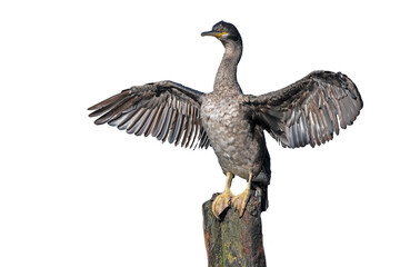 png of birds on clear backgroung	