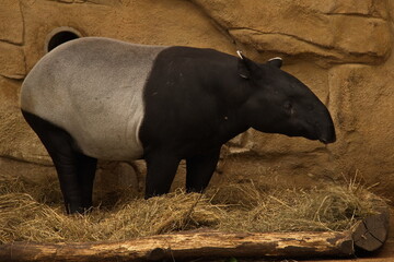 Tapir in ZOO Lesna at Zlin, South Moravian Region, Moravia, Czech Republic, Europe, Central Europe
