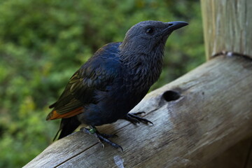 Red-winged starling in ZOO Lesna at Zlin, South Moravian Region, Moravia, Czech Republic, Europe,...