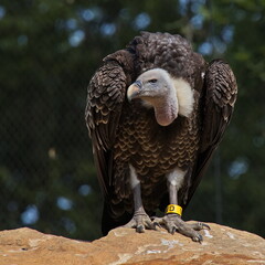 Sitting vulture in ZOO Lesna at Zlin, South Moravian Region, Moravia, Czech Republic, Europe, Central Europe

