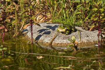 Green frog in ZOO Lesna at Zlin, South Moravian Region, Moravia, Czech Republic, Europe, Central...