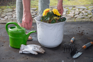 female gardener sorts nutrient soil for flowering plants from debris, loosens, saturates with air before transplanting Pink impatiens walleriana plants, watering can and various garden tools,