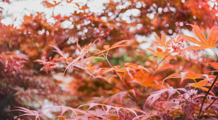Red trees, Autumn season background concept.