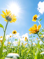 Vibrant Yellow Sunflowers in a Sunny Field