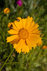 Fleur de coréopsis avec deux insectes posés sur les pétale