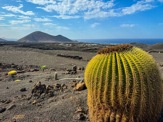 CLOSE UP: Majestic barrel cactus stands out in the foreground of scenic volcanic landscape at Lanzarote with a view of blue Atlantic Ocean. Sunlight highlights the sharp, yellow spines of the cactus.