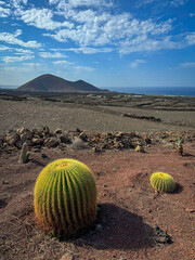 CLOSE UP: Golden barrel cacti dot a stark volcanic landscape, their vibrant color contrasting against the rocky arid environment. Harsh beauty and unique ecosystem of desert region at Lanzarote island