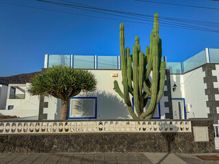 Large green cactus beside a dragon tree framed by stylish white house with blue window frames and glass railing. Residential setting at Lanzarote, bathed in bright sunlight under a clear blue sky.