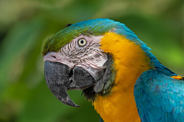 blue and yellow macaw