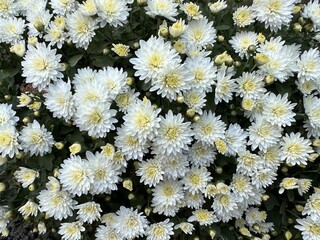 Chrysanthemum multiflora spherical. Chrysanthemum bush round with white flowers. Autumn chrysanthemum in the garden