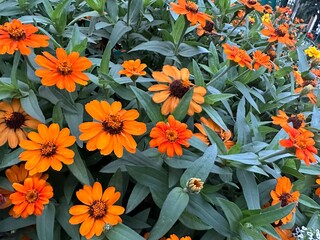 Zinnia angustifolia. Why Zinnia angustifolia does not bloom. Flowers are orange, fiery, red, ginger, yellow. Leaves are green narrow