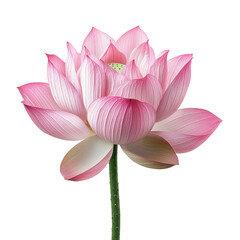 Obraz premium Pink lotus blossom isolated on transparent background, png