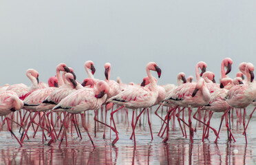 Real photo of two pink flamingos standing together by a calm lake under a clear blue sky. A peaceful wildlife scene perfect for nature, travel, and bird-themed projects.