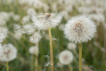 Dandelion flower with natural bokeh background. Spring flowers