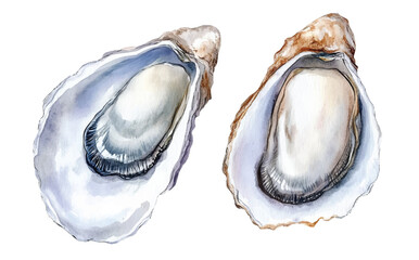 watercolor Oysters vector illustration, underwater ocean seafood art isolated on white background