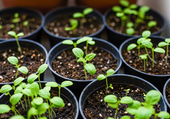 Vibrant Green Seedlings in Small Pots Growing New Life Springtime Gardening