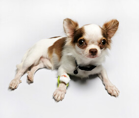 Sick Chihuahua puppy lying on white background