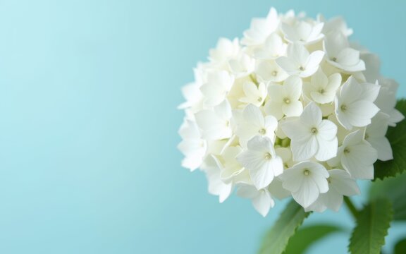 plant with small white flowers on a blue background