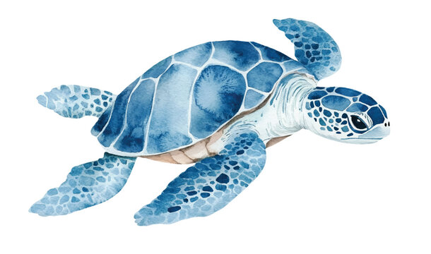 watercolor sea turtle vector illustration, underwater ocean animal art isolated on white background