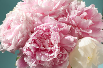 Beautiful peony flowers on blue background, closeup