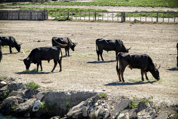 A herd of bulls are grazing hay on the field
