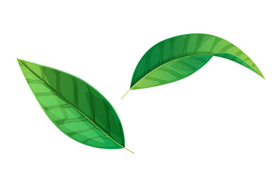 fresh green leaves vector illustration design template on the white background.natural leaves icon and clip art element.