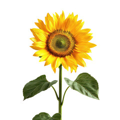 Obraz premium A sunflower isolate isolated on transparent background, png