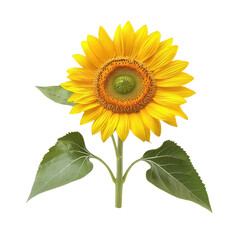Obraz premium A sunflower isolate isolated on transparent background, png