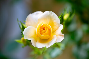 Macro shot of a pastel yellow climbing rose blossom in spring. Delicate petals with white-yellow-orange color gradient and blurred background. Popular garden plant in spring in Sauerland (Germany).